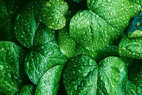 Green leaves surface. Stock Photos