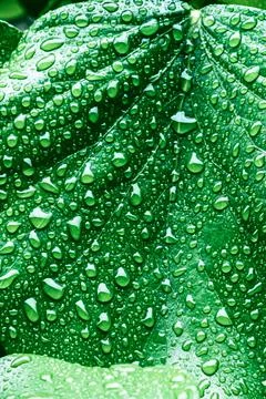 Green leaves surface. Stock Photos