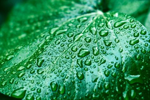 Green leaves surface. Stock Photos