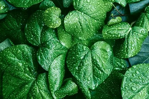 Green leaves surface. Stock Photos