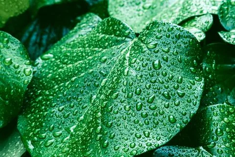 Green leaves surface. Stock Photos