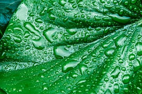 Green leaves surface. Stock Photos