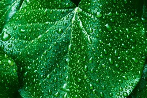 Green leaves surface. Stock Photos