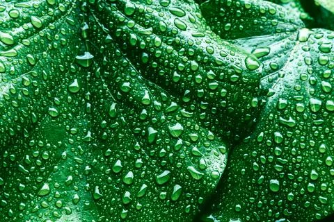 Green leaves surface. Stock Photos