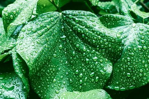 Green leaves surface. Stock Photos