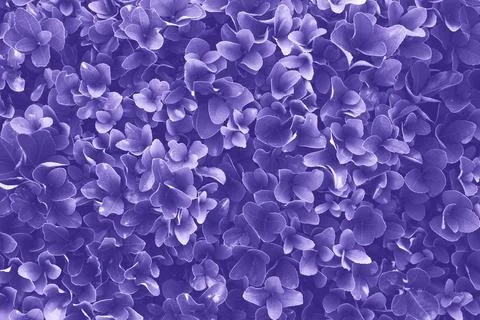Green leaves surface. Stock Photos
