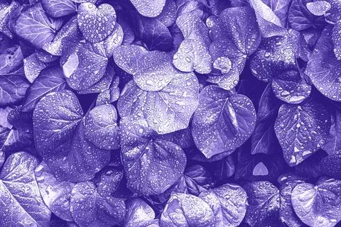 Green leaves surface. Stock Photos
