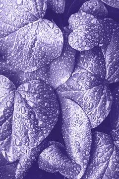 Green leaves surface. Stock Photos