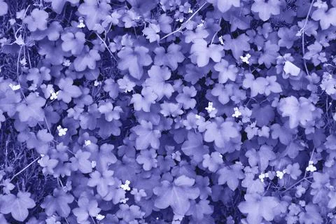 Green leaves surface. Stock Photos