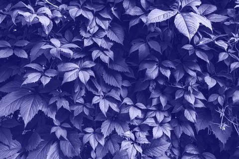 Green leaves surface. Stock Photos