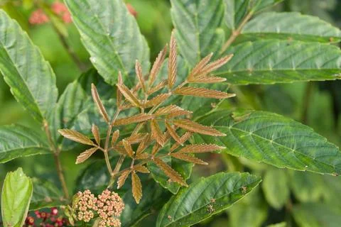Green leaves surround brown, developing compound fronds Stock Photos