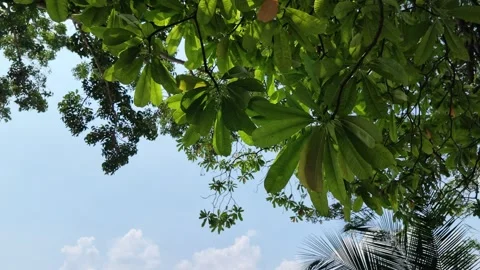 Green leaves sway against a backdrop of blue sky and white clouds. Video stock 341460728