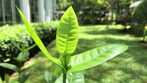 Green Leaves Sway in the Breeze Stock Footage 320820965