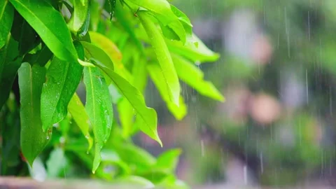 Green leaves sway gently in the wind as rain falls Stock Footage 329903204