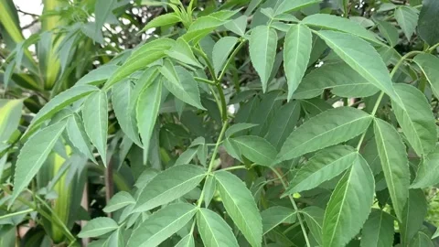 Green leaves sway in the wind for the background. Stock Footage 242627920