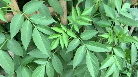 Green leaves sway in the wind for the background. Stock Footage 242627921
