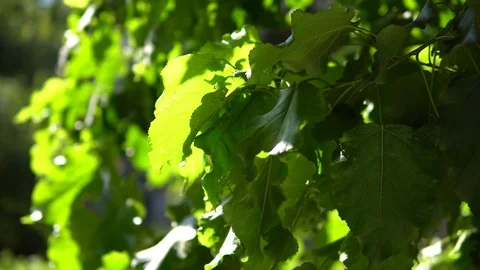 Green leaves sway in the wind Stock Footage 96097672
