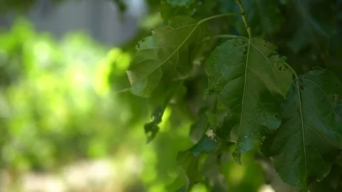 Green leaves sway in the wind Stock Footage 96097734