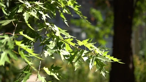 Green leaves sway in the wind Stock Footage 96097785