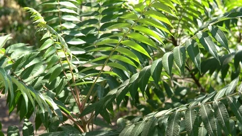 Green leaves sway in the wind Stock Footage 96098004