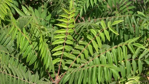 Green leaves sway in the wind Stock Footage 96098012