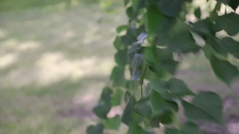 Green leaves sway in the wind Stock Footage 139439371