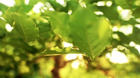 Green leaves sway in wind Stock Footage 159294322