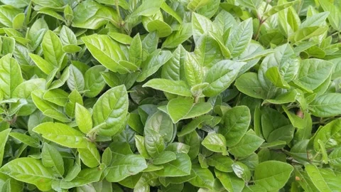 Green leaves sway in the wind Stock Footage 258754544