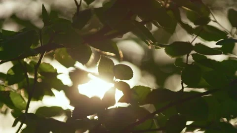 Green leaves sway in the wind in the rays of the setting sun. Slow motion nature Video stock 158540424