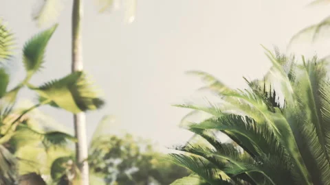Green leaves sway in the wind, sunlight filters through the trees Stock Footage 340654147