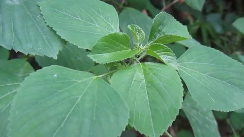 Green Leaves Swaying Stock Footage 266872080