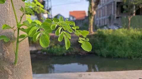 Green Leaves Swaying Stock Footage 266872513