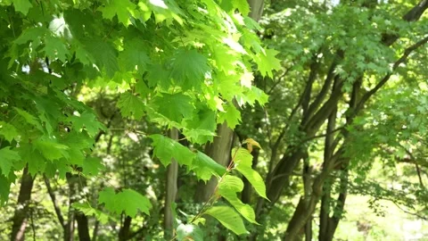 Green Leaves Swaying Gently in the Wind on Tree Branches Stock Footage 339270559