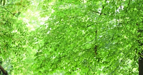 Green leaves swaying with sun light breaking through. Slow motion 120 fps. Vídeo Stock 52689835