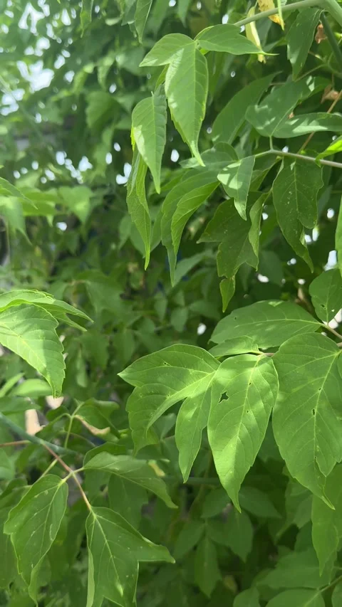 Green Leaves Swaying in Sunlight Vidéo 337006302