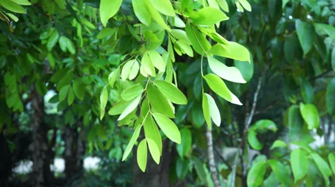 Green leaves swaying from a tree on a breeze windy day Stock Footage 34632594