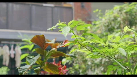 Green Leaves Swaying in Wind with Background Laundry, No People Stock Footage 330413540