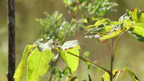 Green Leaves Swaying in Wind — Close-Up Nature Scene Stock Footage 317445211