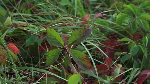 The green leaves swaying in the wind Video stock 54662371