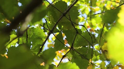 Green leaves swaying in the wind 스톡 동영상 107756002
