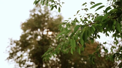 Green leaves swaying in the wind Stock Footage 148096729