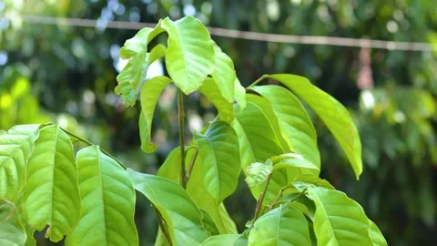 Green leaves swaying in the wind Stock Footage 285834890