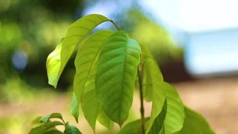Green leaves swaying in the wind Stock Footage 285835059