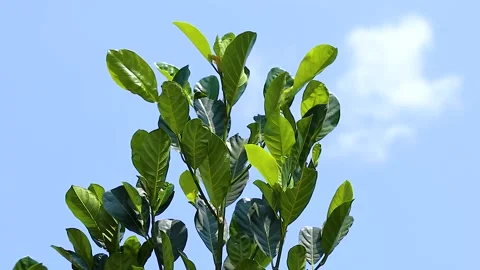 Green leaves swaying in the wind Stock Footage 285835117