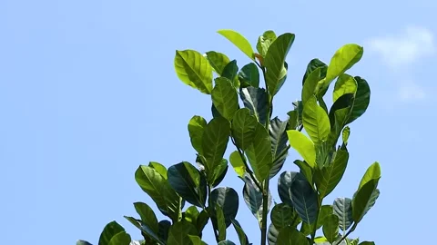 Green leaves swaying in the wind Stock Footage 285835348