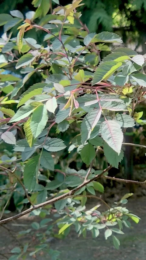 Green Leaves Swaying in the Wind on Forest Branches vertical video Stock Footage 339270977