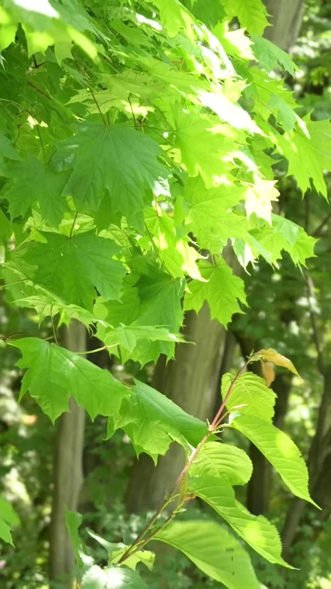 Green leaves swaying in the wind, forest canopy vertical video Stock Footage 339271008