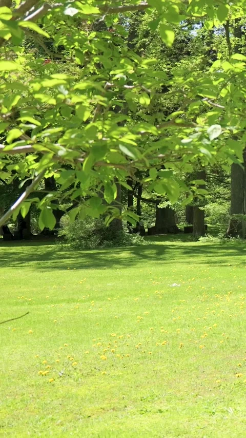 Green Leaves Swaying in Wind Over Lush Grass Park vertical video Stock Footage 339270989