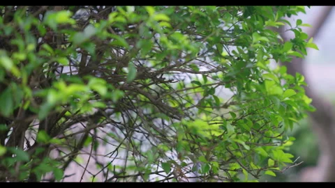 Green Leaves Swaying in Wind on Thin Branches, No People Stock Footage 330409420