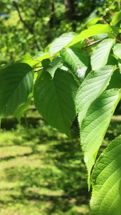 Green leaves swaying in the wind on tree branch vertical video Stock Footage 339270974
